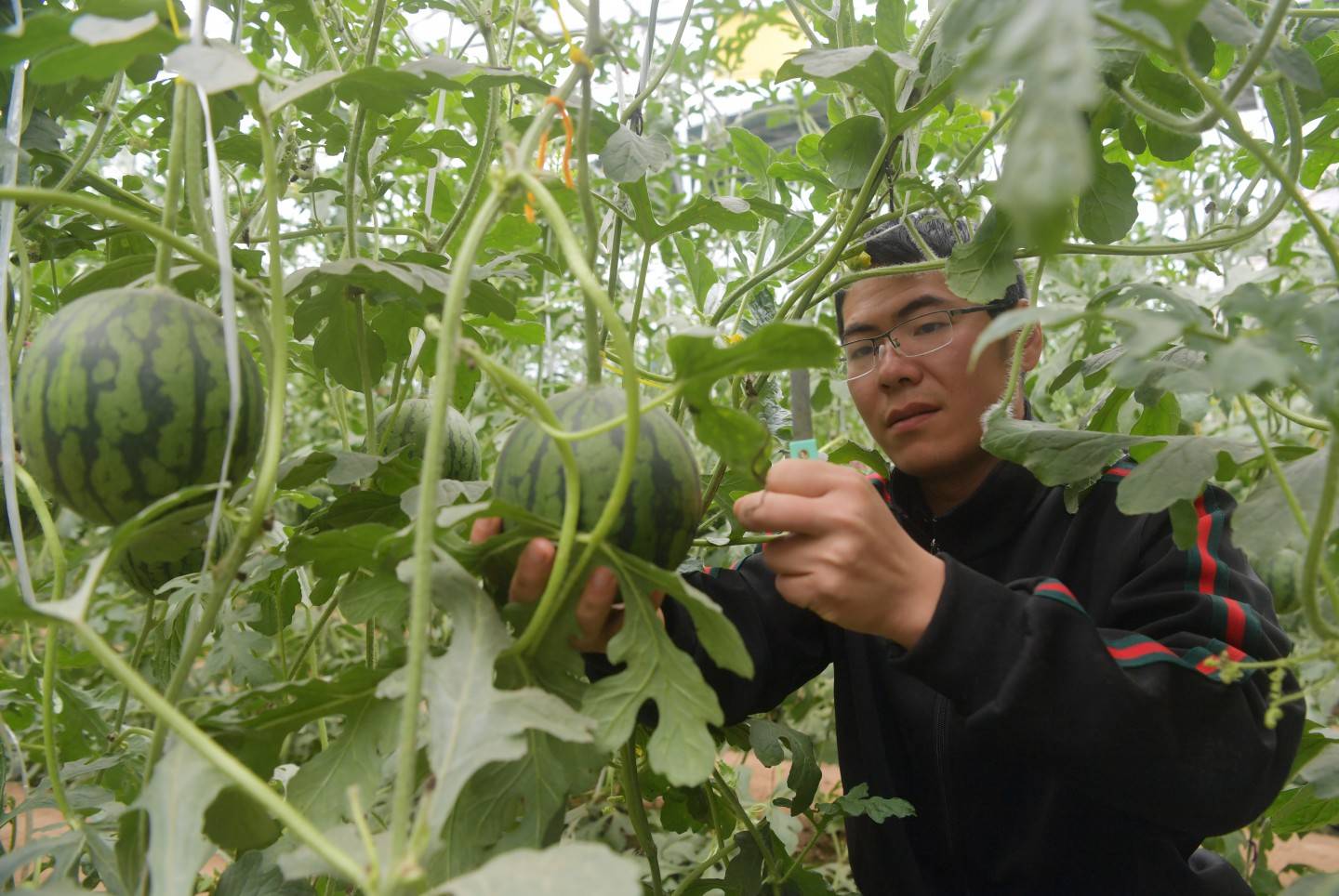 北京农村致富小项目_北京农村种植致富_致富种植农村北京有补贴吗