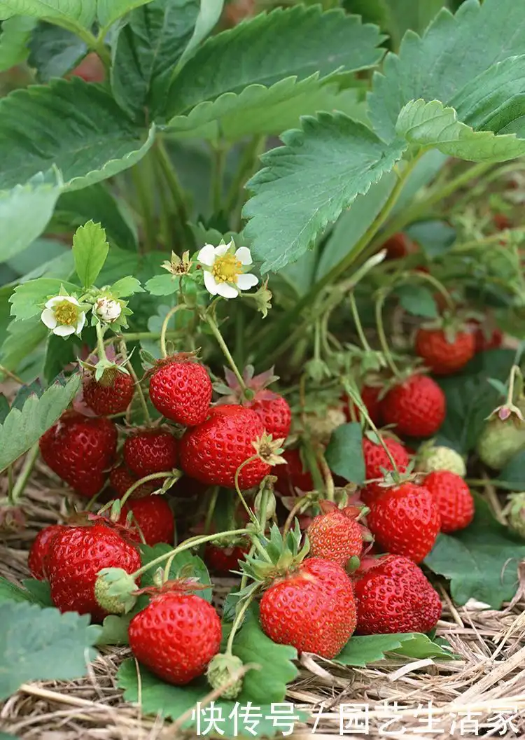 草莓养殖户_草莓大姐养殖致富_大姐致富养殖草莓视频