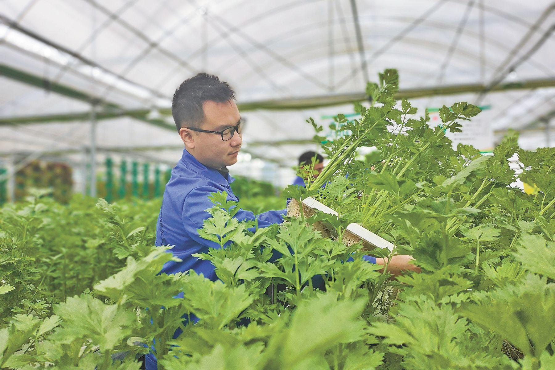 致富青菜种植技术视频_种植青菜赚钱吗_种植青菜致富