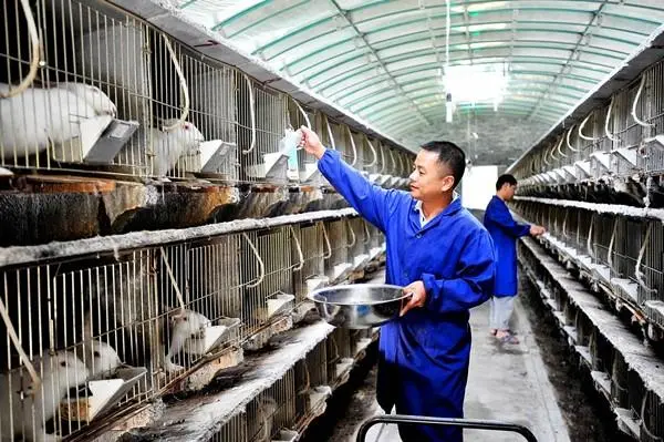 养殖肉食兔子技术要求_肉食兔子养殖技术_养殖肉食兔子技术视频