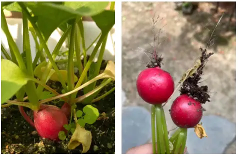 枇杷种植视频_枇杷致富经视频_枇杷嫁接视频教程