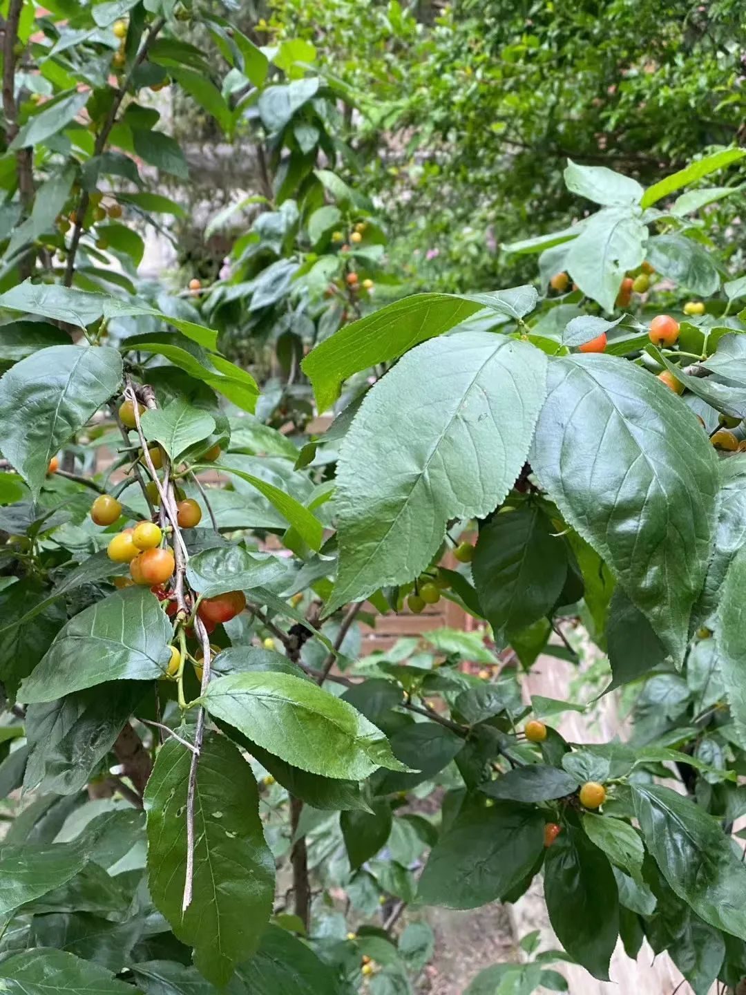 枇杷嫁接视频教程_枇杷致富经视频_枇杷种植视频