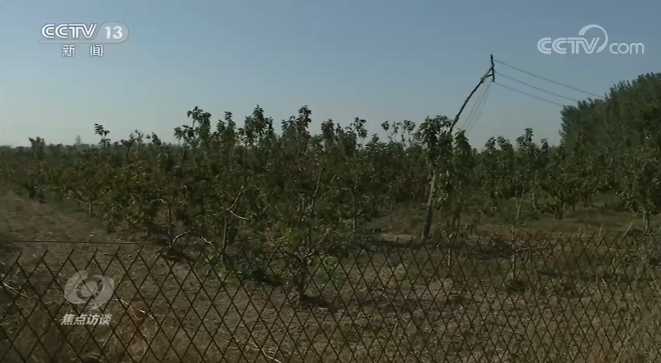 山东聊城种植_聊城农业种植情况_聊城农民种植致富