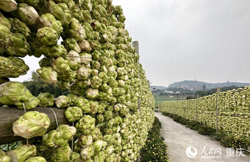 新春走基层｜一颗青菜头的“新”路历程