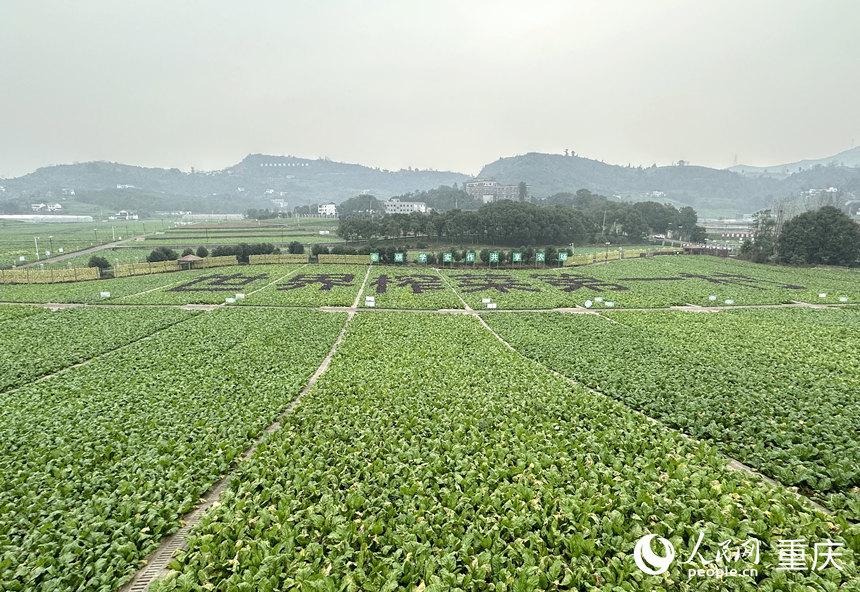 致富青菜种植技术视频_致富青菜种植方法_种植青菜致富