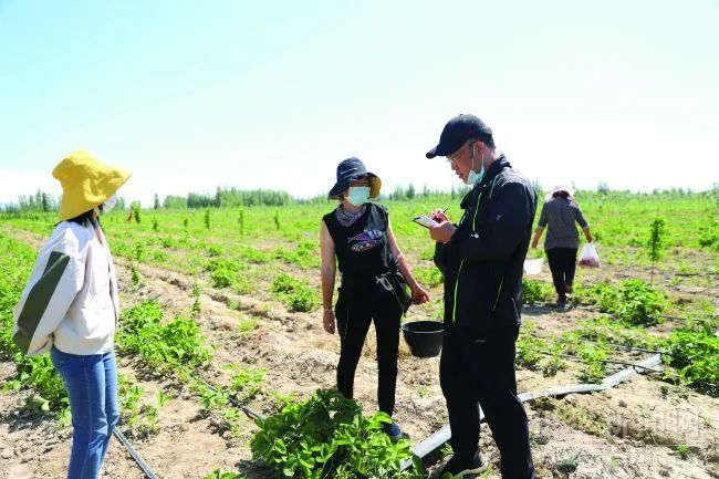 大姐致富养殖草莓视频_草莓养殖利润_草莓大姐养殖致富