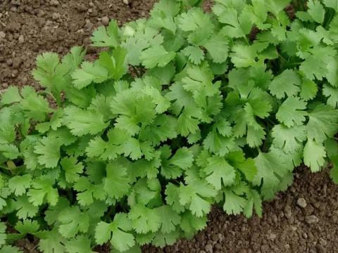 芫茜种植技术_芫茜种植方法视频_怎样种芫茜发芽快啊