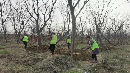 商丘市虞城县刘店乡张庄村碧桂园苗木基地一片忙碌景象