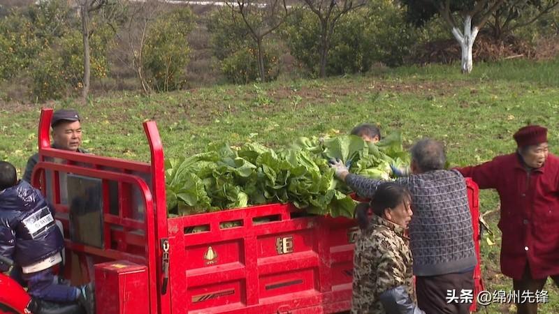 良田一年种“三季” 万亩青菜已上市