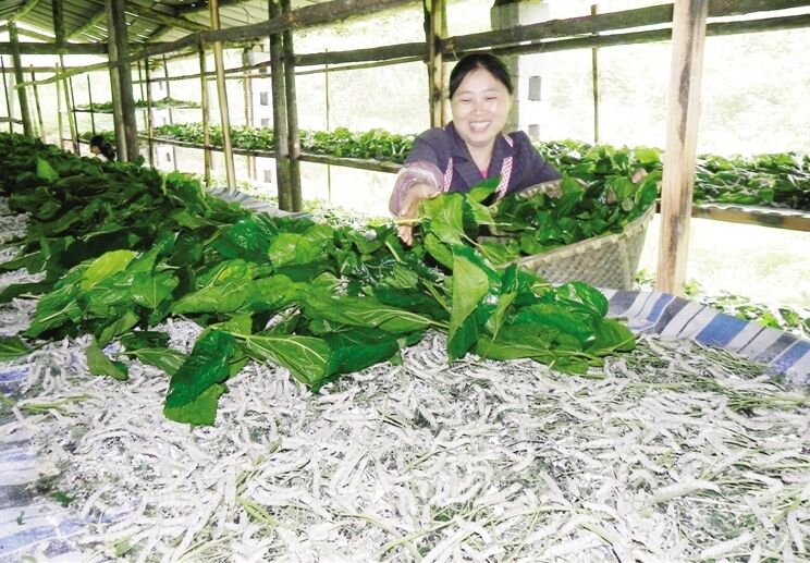 桑蚕养殖技术视频_桑蚕养殖技术_桑蚕养殖前景