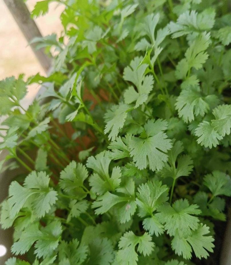 芫茜种植技术_芫茜种植技术及管理_芫茜种植方法视频