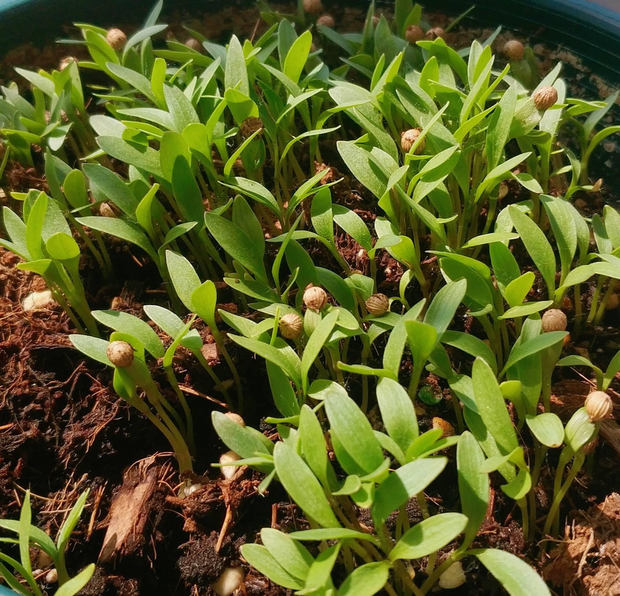 芫茜种植技术_芫茜种植技术及管理_芫茜种植方法视频