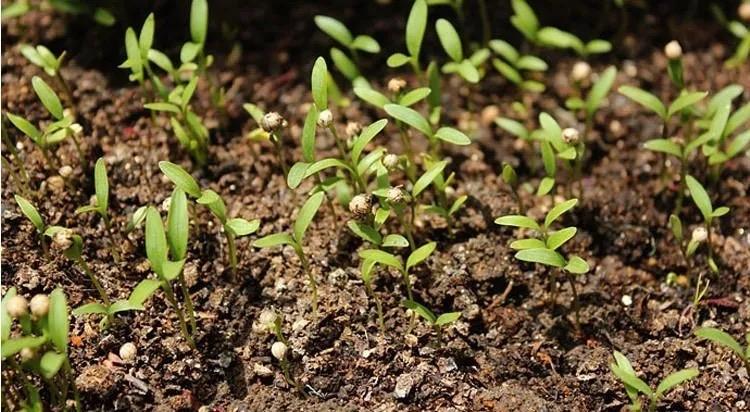 芫茜种植技术_芫茜种植方法视频_芫茜种植技术及管理