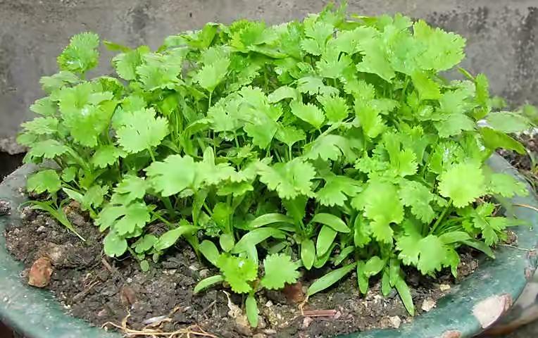 芫茜种植技术及管理_芫茜种植方法视频_芫茜种植技术