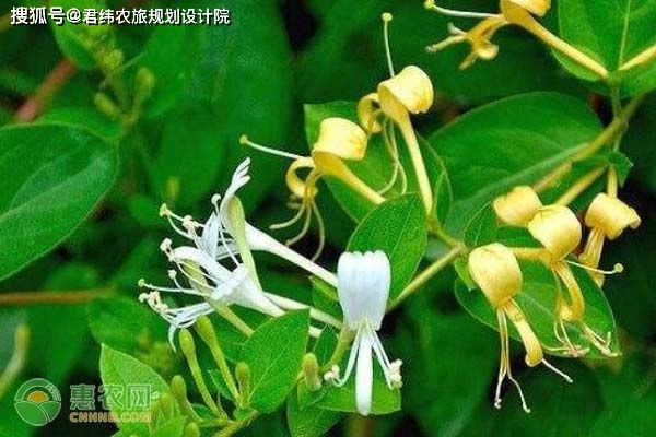 致富种植什么比较赚大钱_种植致富前景好_2021年种植致富前景