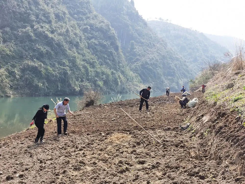 河边种植致富_河边种植的水果有哪些_河边种地