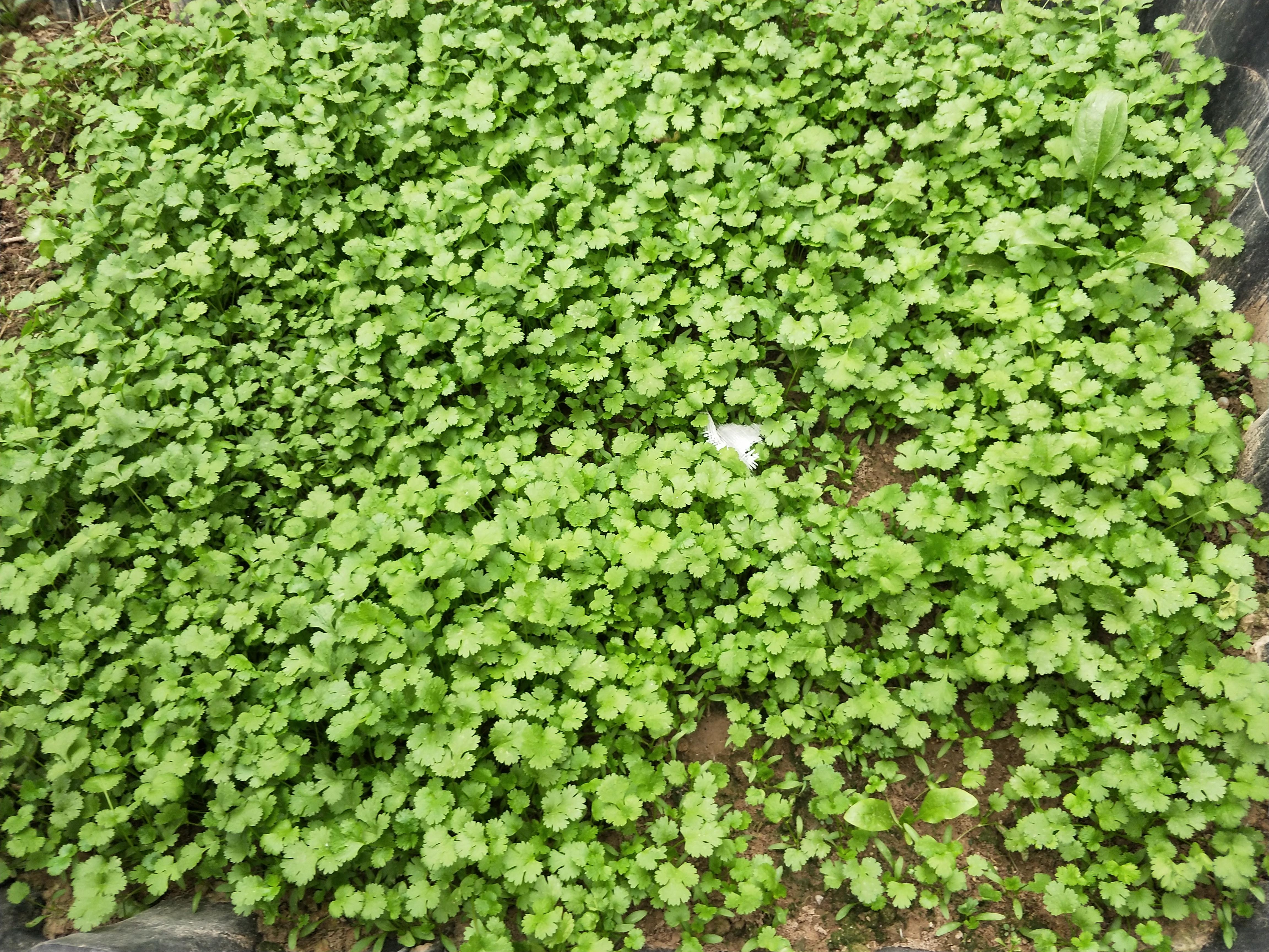 芫茜种植技术_芫茜的种子长什么样_芫茜种植方法视频