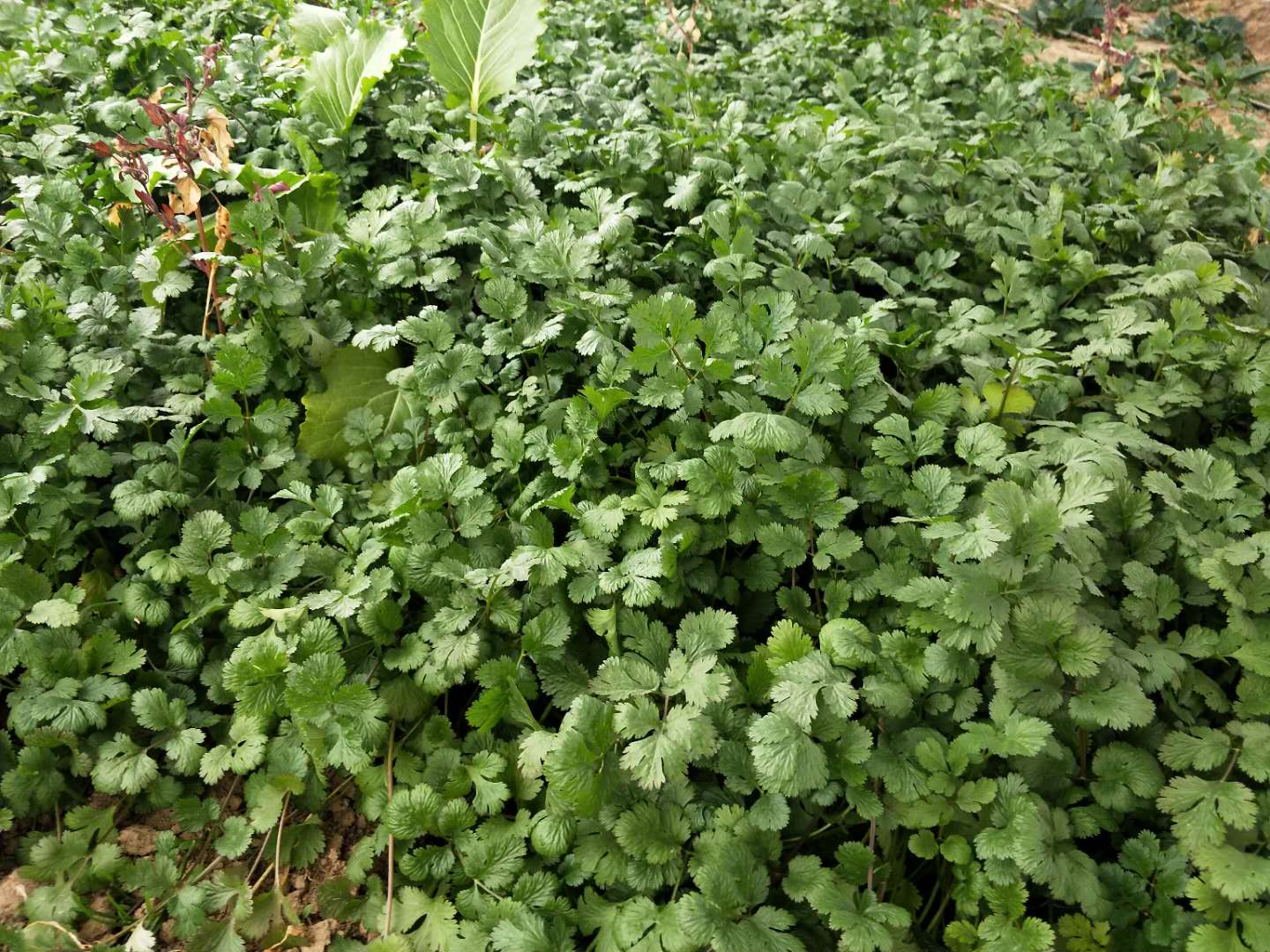 芫茜种植方法视频_芫茜种植技术_芫茜的种子长什么样