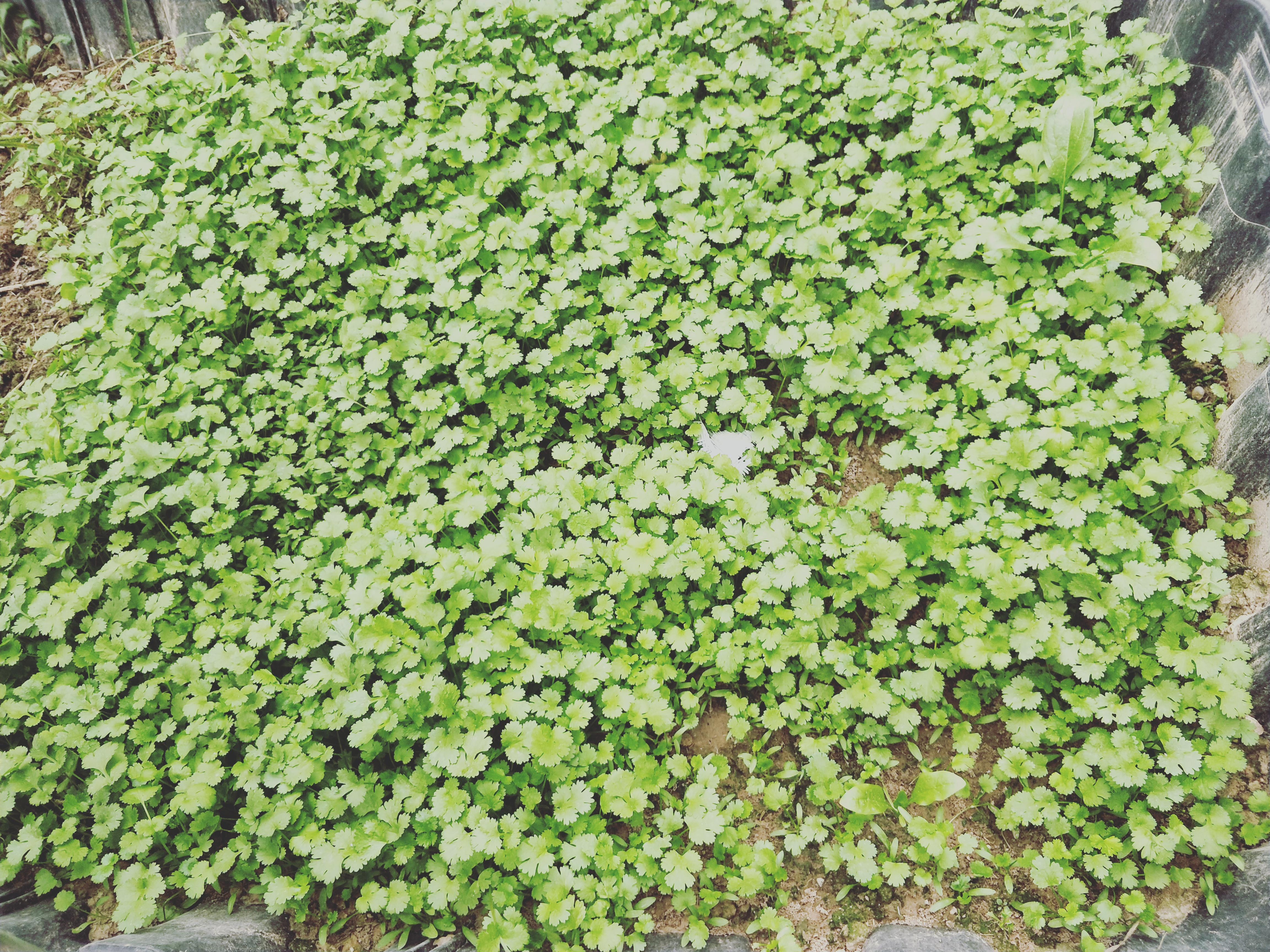 芫茜的种子长什么样_芫茜种植方法视频_芫茜种植技术