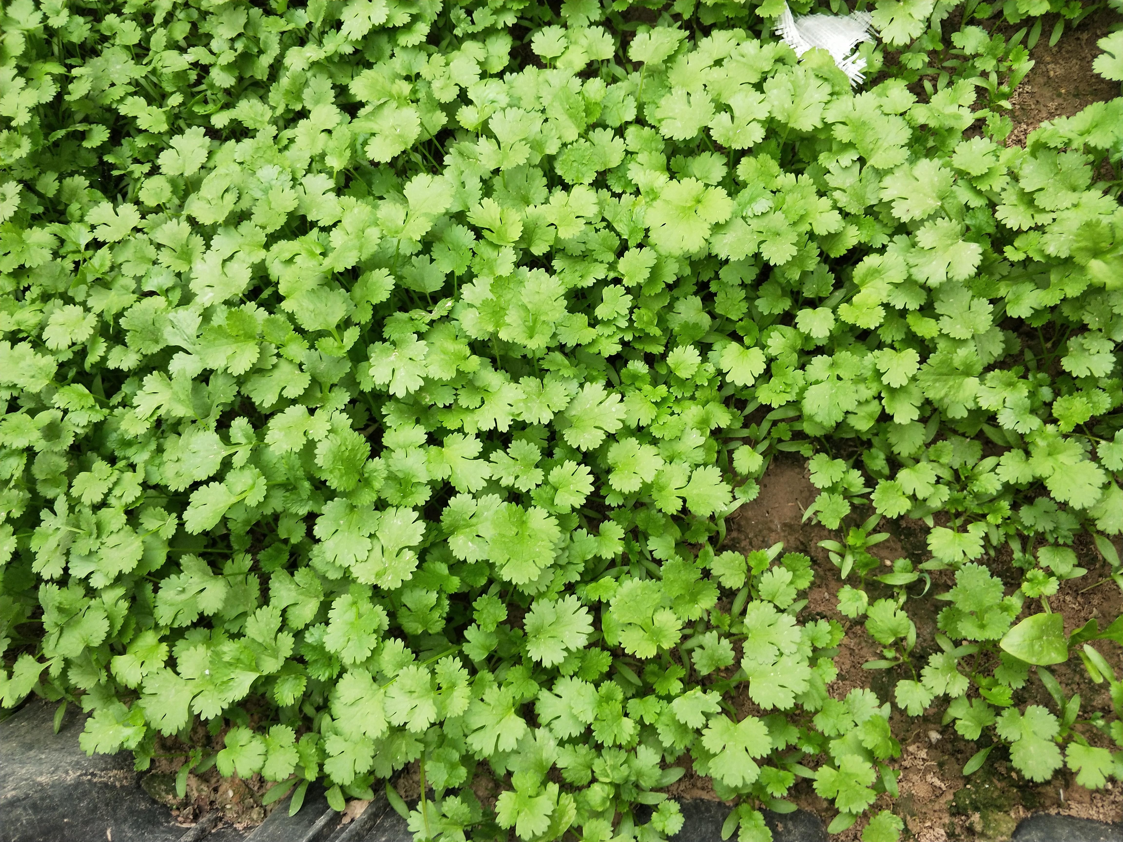 芫茜的种子长什么样_芫茜种植方法视频_芫茜种植技术