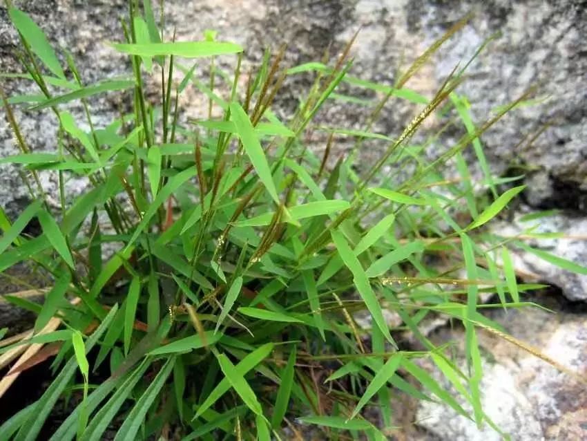 河边种植致富_河边适合种什么农作物_河边种植的水果有哪些