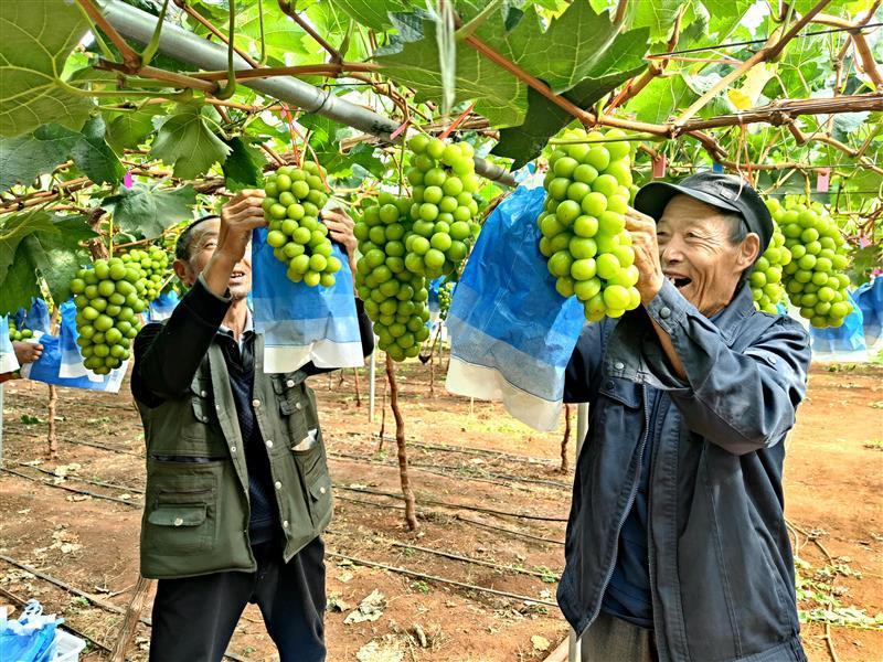 云南宣威：阳光玫瑰走出“阳光大道”