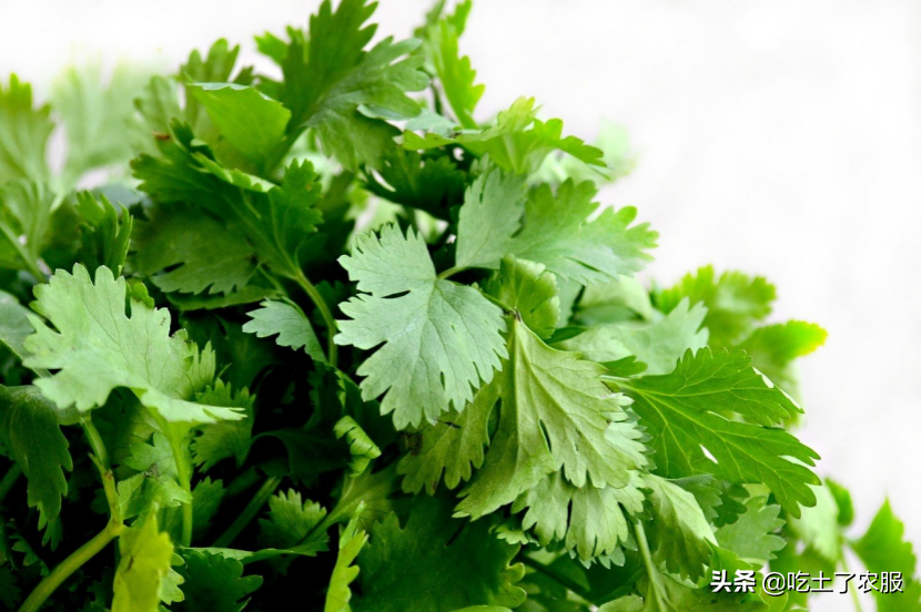 泰国芫荽图片_泰国芫荽种植致富_致富泰国种植芫荽视频