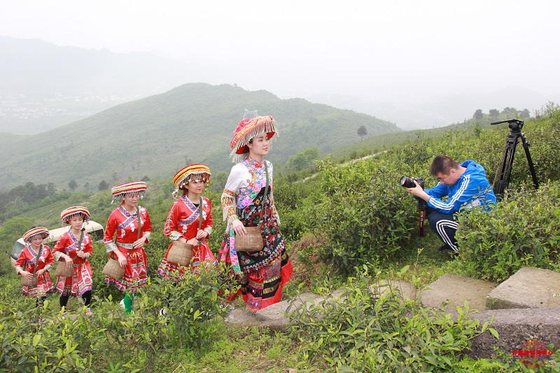 致富种植树茶业怎么样_种植茶业致富树_种植茶树赚钱吗