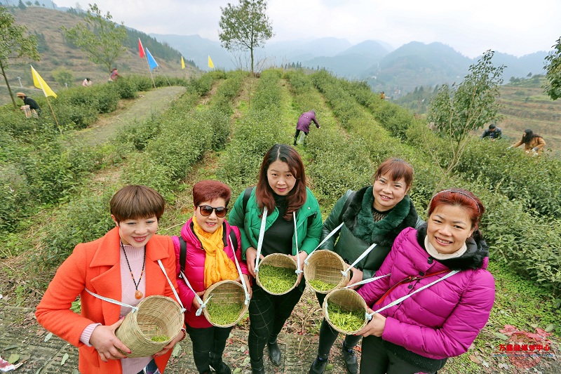 种植茶树赚钱吗_致富种植树茶业怎么样_种植茶业致富树