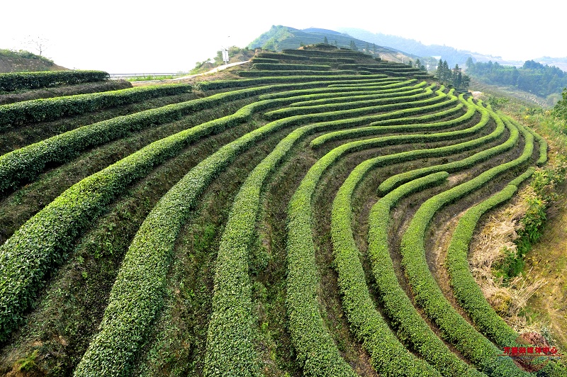 种植茶树赚钱吗_致富种植树茶业怎么样_种植茶业致富树