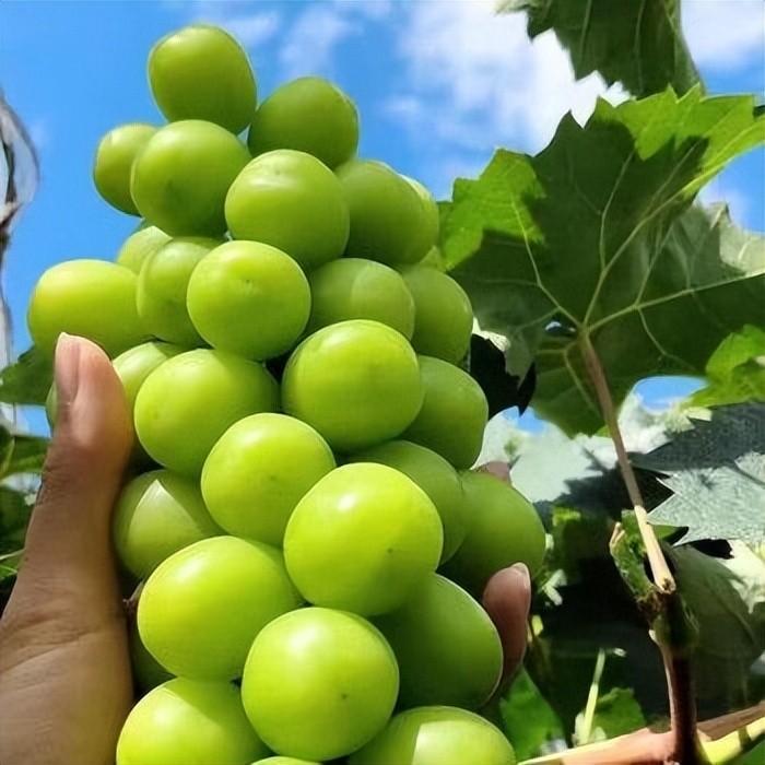 种植阳光玫瑰致富_致富玫瑰种植阳光玫瑰图片_致富经阳光玫瑰