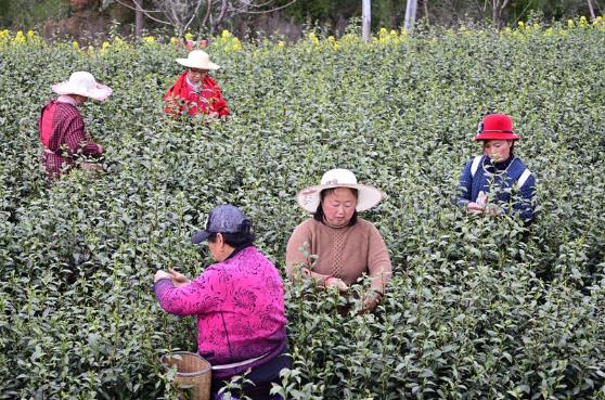 种植茶业致富树_致富种植树茶业怎么样_种植茶树赚钱吗