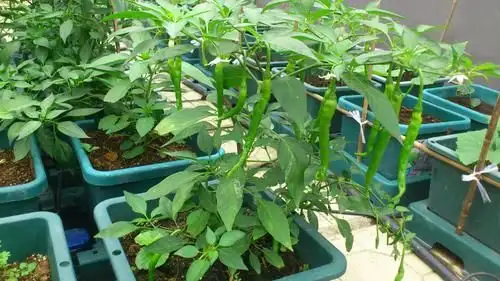 韭菜种植技术视频和高产_韭菜种植技术书_红韭菜种植技术