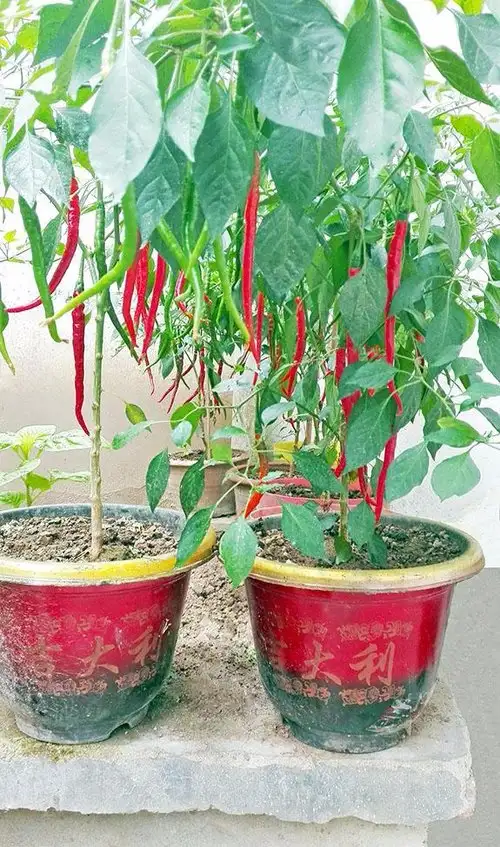 红韭菜种植技术_韭菜种植技术书_韭菜种植技术视频和高产