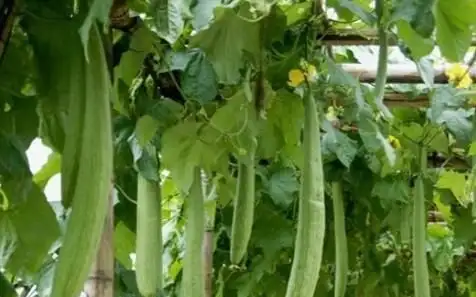 红韭菜种植技术_韭菜种植技术书_韭菜种植技术视频和高产