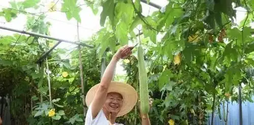 韭菜种植技术书_韭菜种植技术视频和高产_红韭菜种植技术