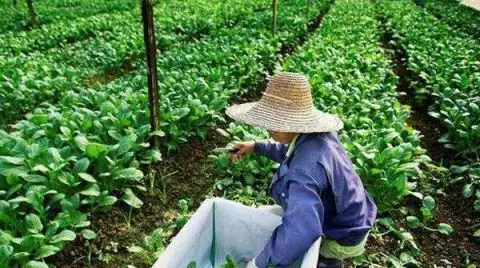 红韭菜种植技术_韭菜种植技术视频和高产_韭菜种植技术书