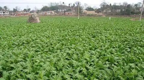 韭菜种植技术视频和高产_红韭菜种植技术_韭菜种植技术书