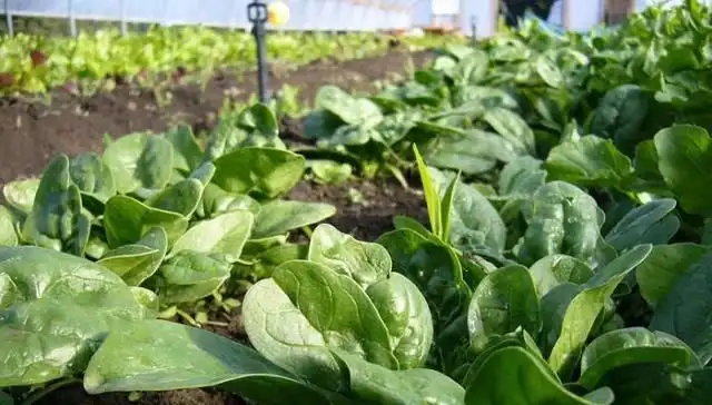 韭菜种植技术视频和高产_红韭菜种植技术_韭菜种植技术书