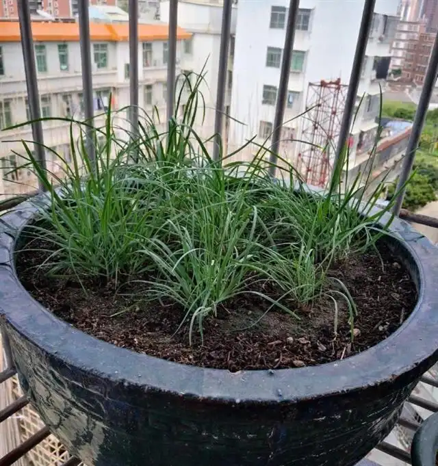 红韭菜种植技术_韭菜种植技术视频和高产_韭菜种植技术书