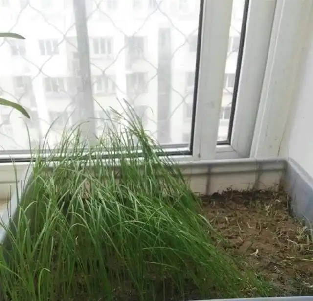 韭菜种植技术书_红韭菜种植技术_韭菜种植技术视频和高产