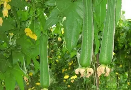 韭菜种植技术视频和高产_韭菜种植技术书_红韭菜种植技术