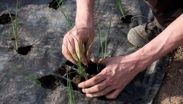 红韭菜种植技术_韭菜种植流程_韭菜种植技术书