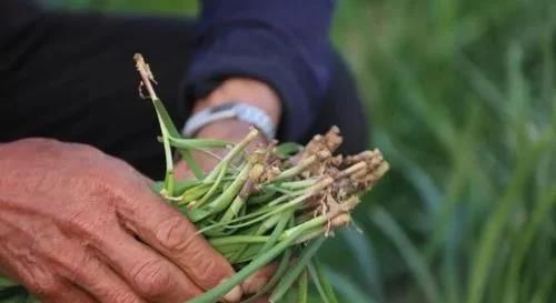 韭菜种植技术书_韭菜种植流程_红韭菜种植技术