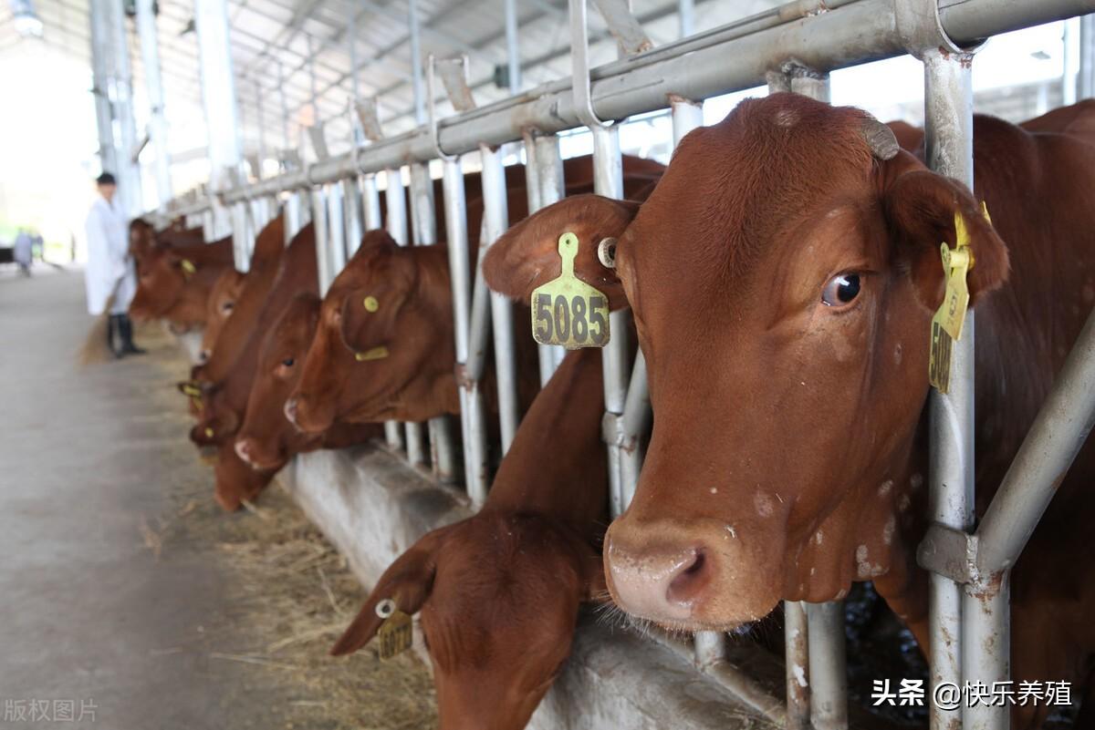 肉牛养殖技术手册_肉牛养殖手册书籍_养殖肉牛技术要点