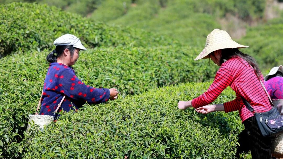 种植茶业致富树_致富种植树茶业怎么样_种植茶树赚钱吗