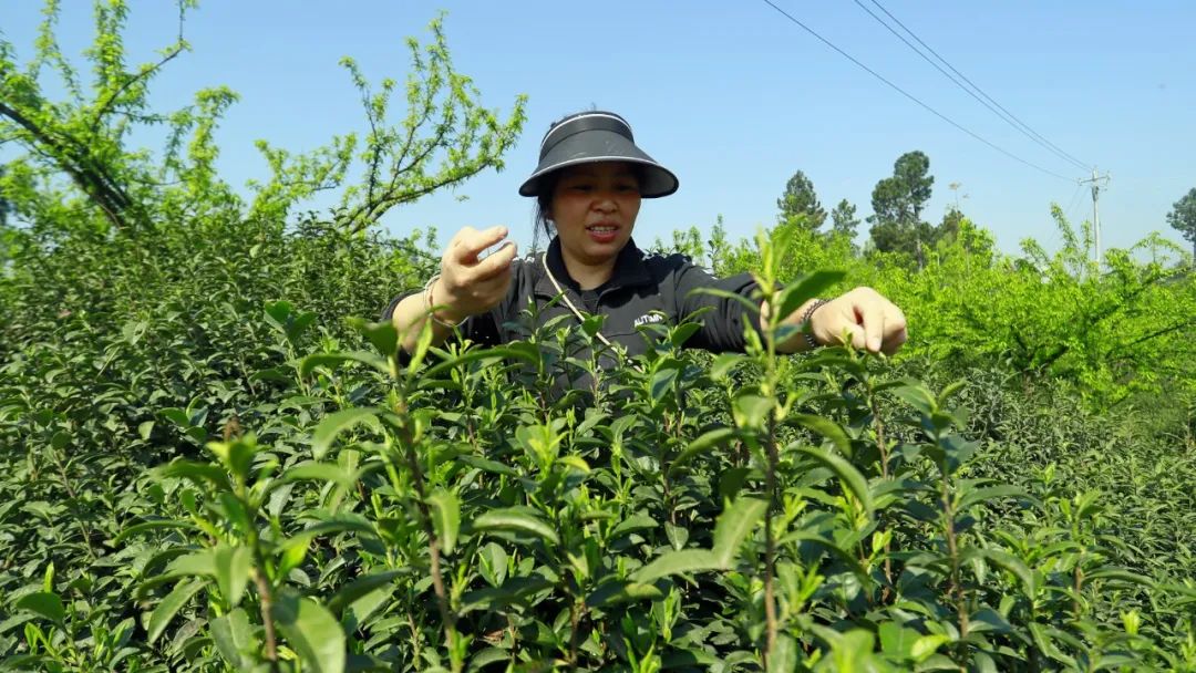 种植茶树赚钱吗_致富种植树茶业怎么样_种植茶业致富树