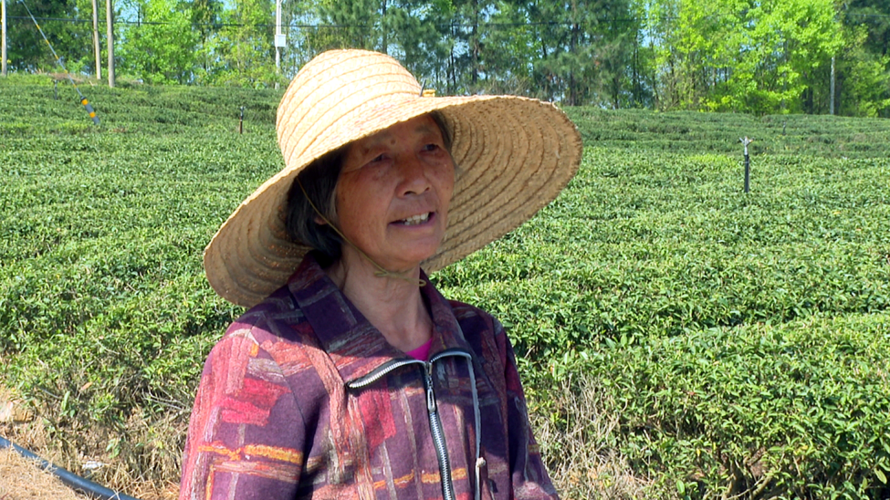 种植茶树赚钱吗_致富种植树茶业怎么样_种植茶业致富树