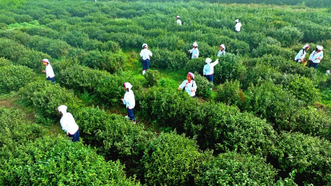 种植茶树赚钱吗_致富种植树茶业怎么样_种植茶业致富树