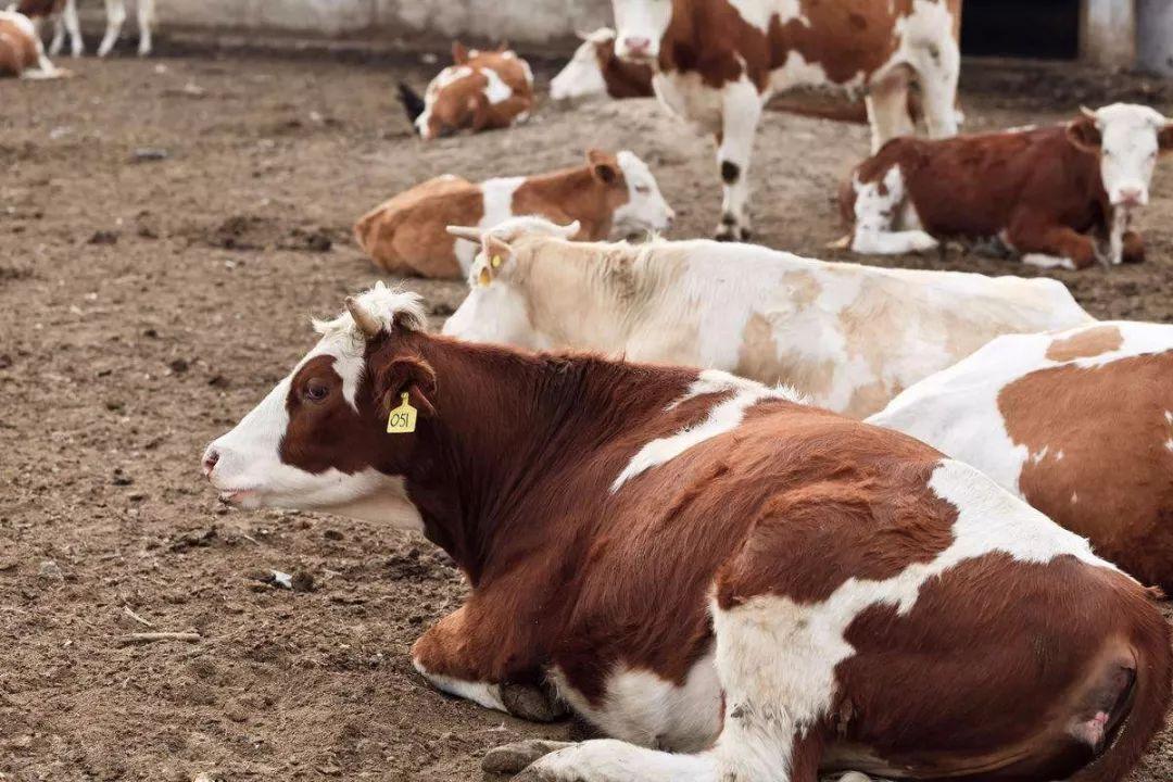 养殖肉牛技术要点_肉牛养殖技术教程视频_肉牛养殖技术手册